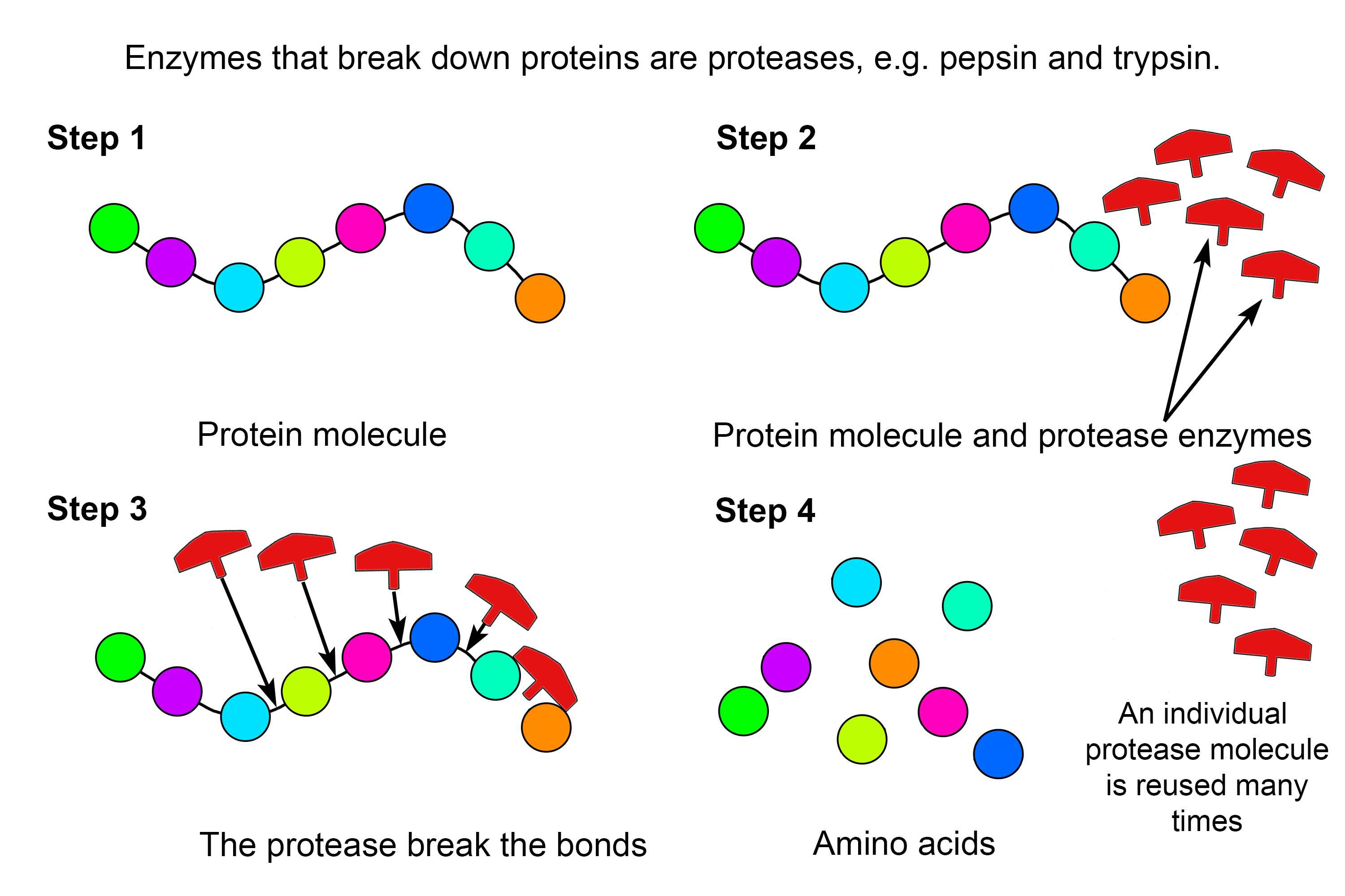 Protease enzymes break protein bonds to produce amino acids
